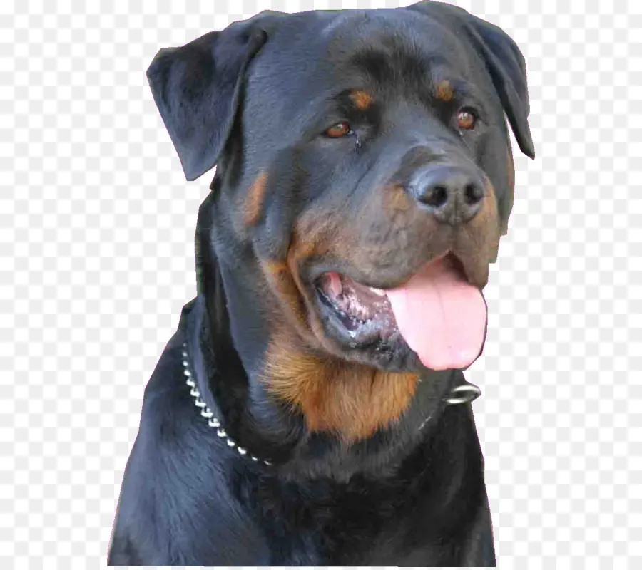 Rottweiler，Raza De Perro PNG