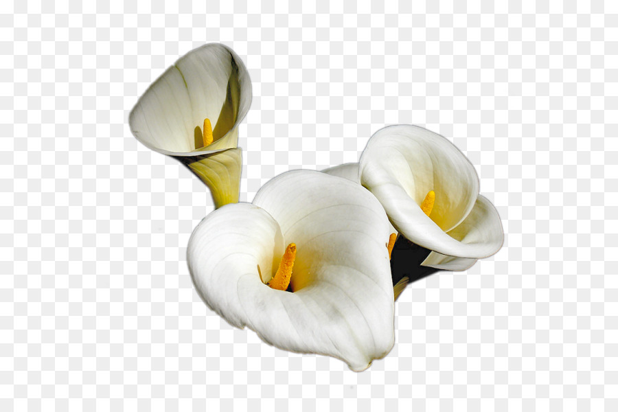 Tinypic，Flor PNG