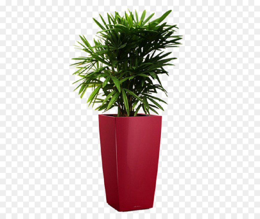 Rhapis Excelsa，Arecaceae PNG