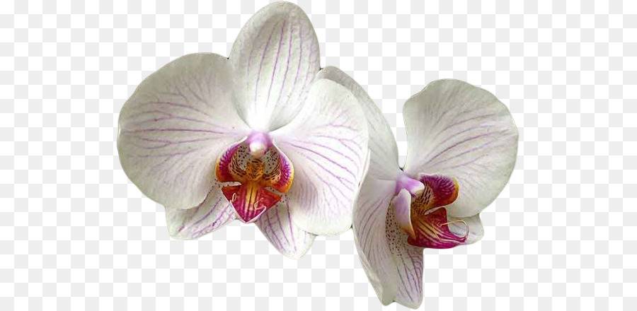 Orquídea Rosa，Florecer PNG