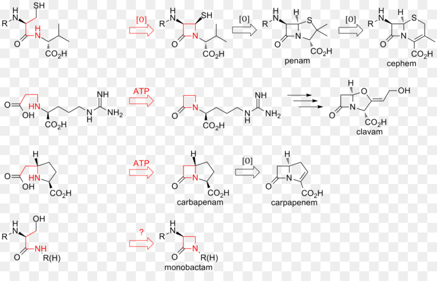 ßlactam Antibiótico，Lactam PNG