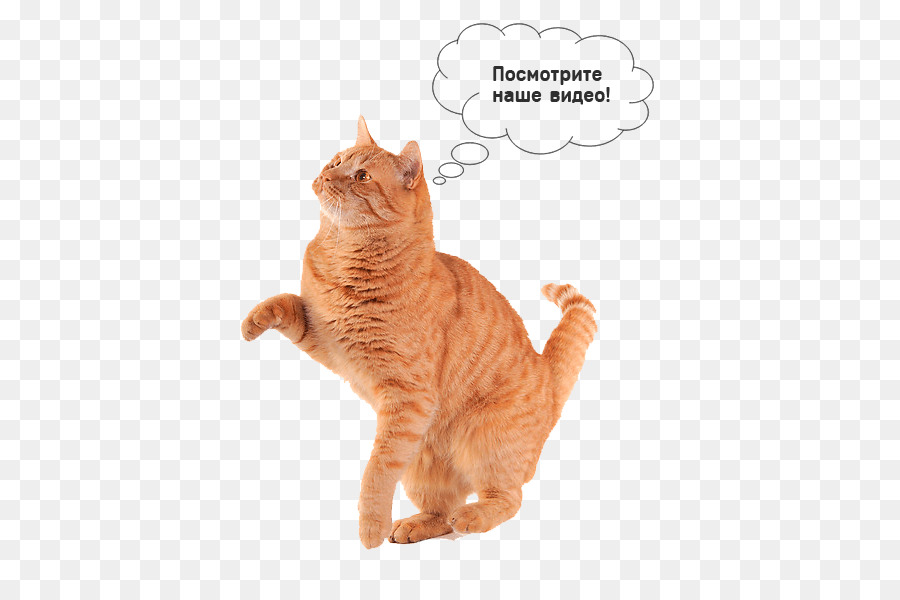 Gato Naranja，Mascota PNG