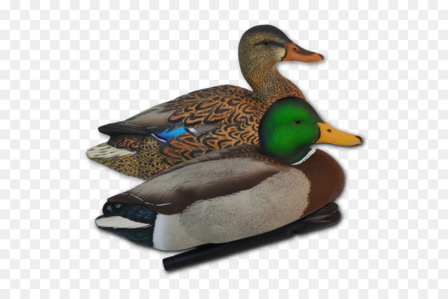 Patos，Pájaros PNG