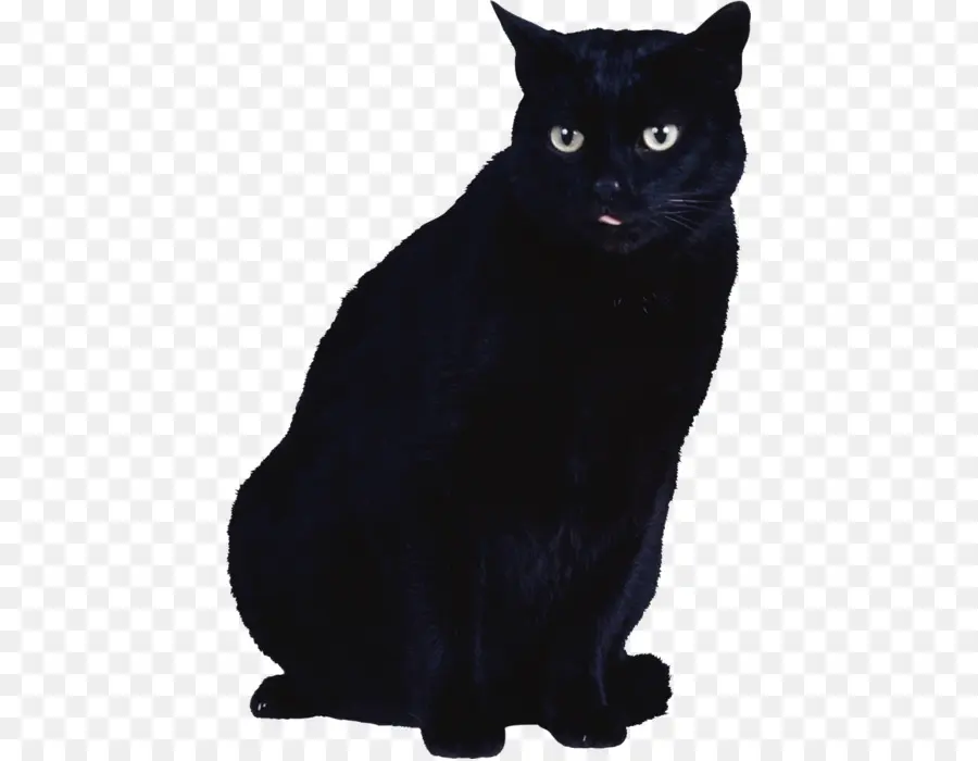 Gato，Gato Negro PNG