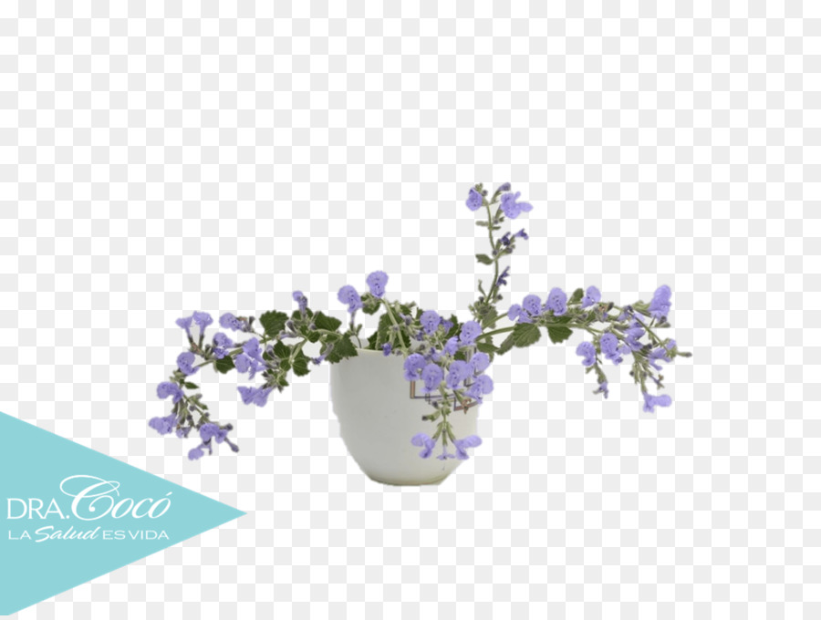 Catnip，Aceite Esencial PNG