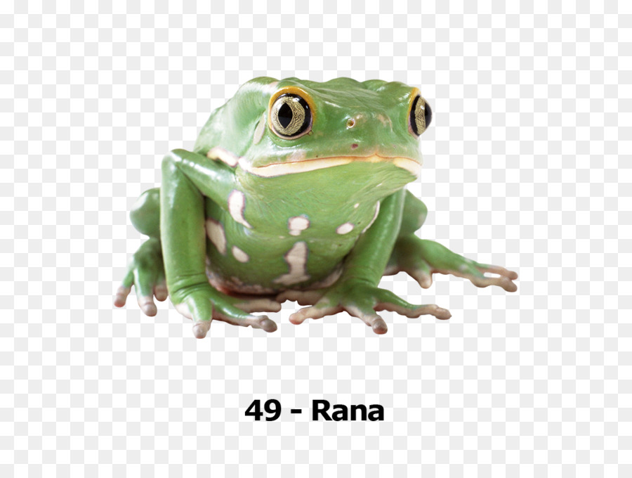 Rana，Fondo De Escritorio PNG