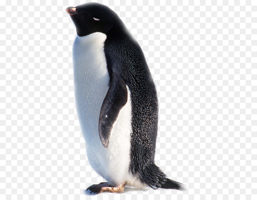 Pingüino Rey，Antarctica PNG