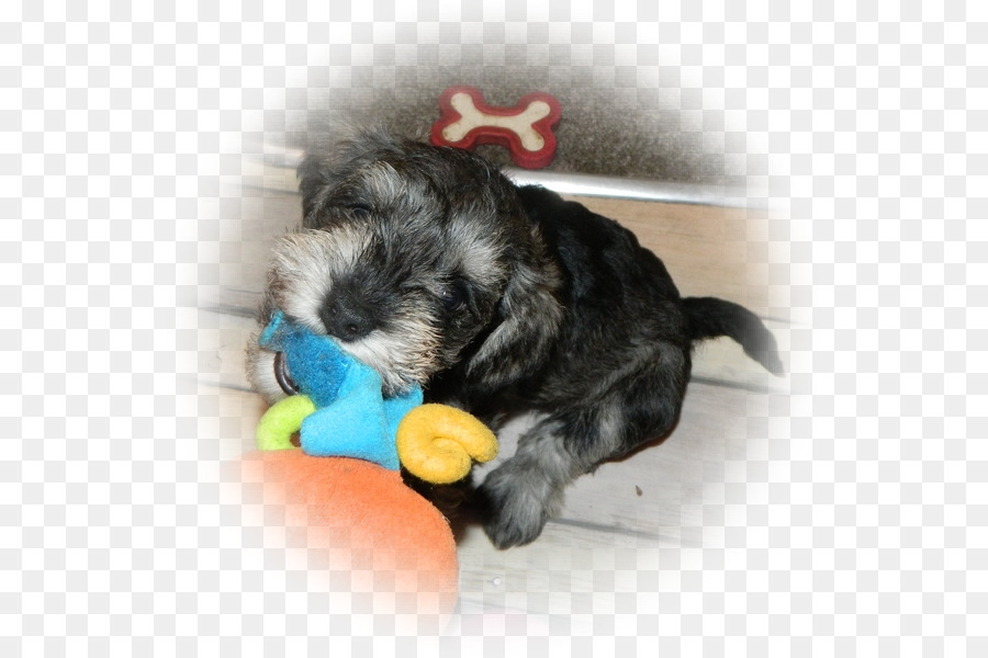 Schnauzer Miniatura，Schnoodle PNG