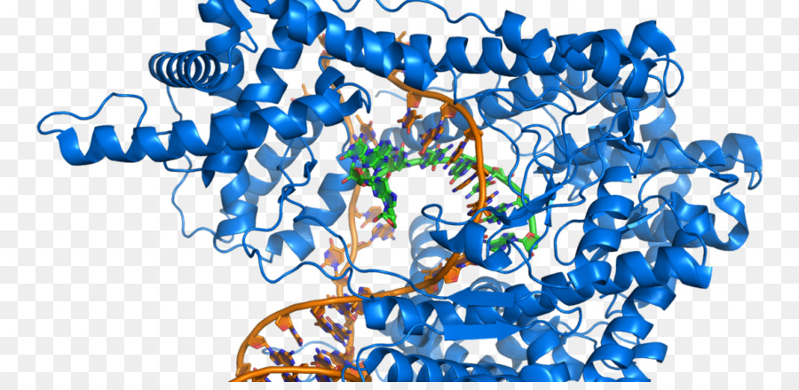 Bioquímica，Adn PNG