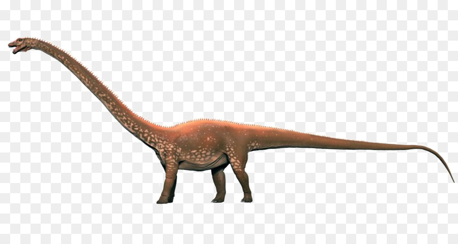 Diplodocus，Velociraptor PNG