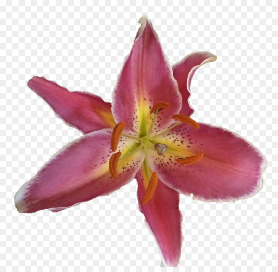 Flor Colorida，Florecer PNG