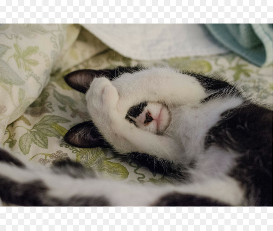 Gato，Cama PNG