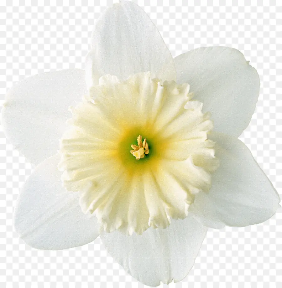 Flor Blanca，Flor PNG