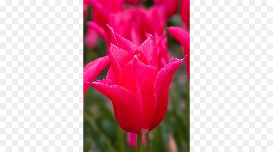 Tulip，Las Rosas De Jardín PNG