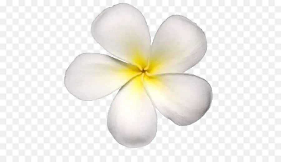 Flor Blanca，Pétalos PNG