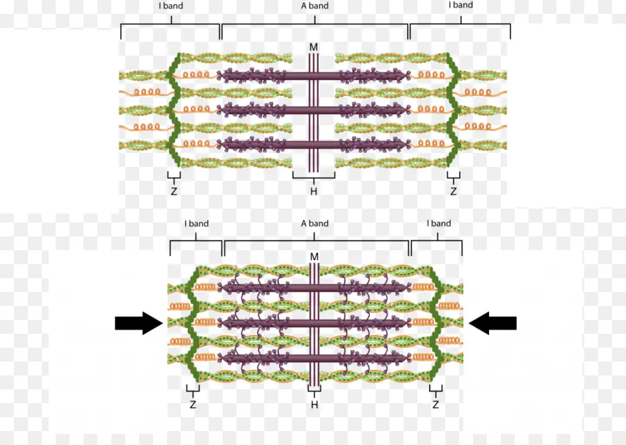 Diagrama De，Sarcómero PNG