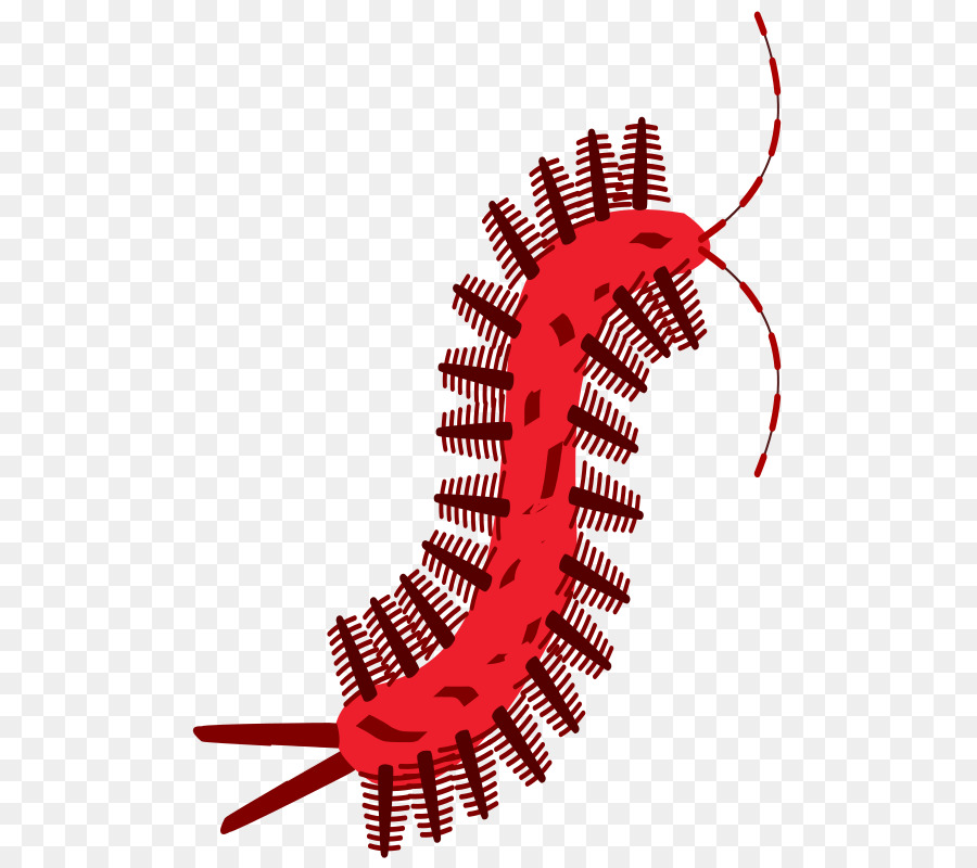 Iconos De Equipo，Scolopendra PNG