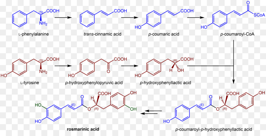 ácido Rosmarínico，La Química PNG