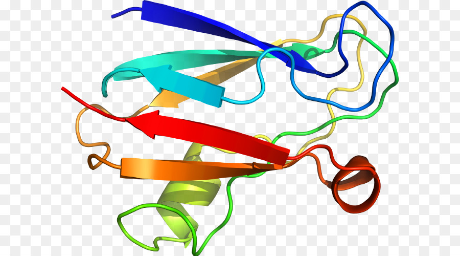 Estructura De La Proteína，Biología PNG