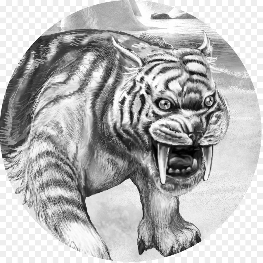 Tigre，Gato PNG