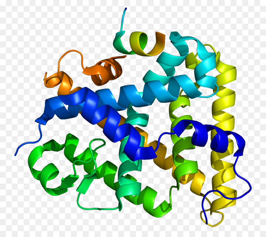 Estructura Proteica，Molécula PNG