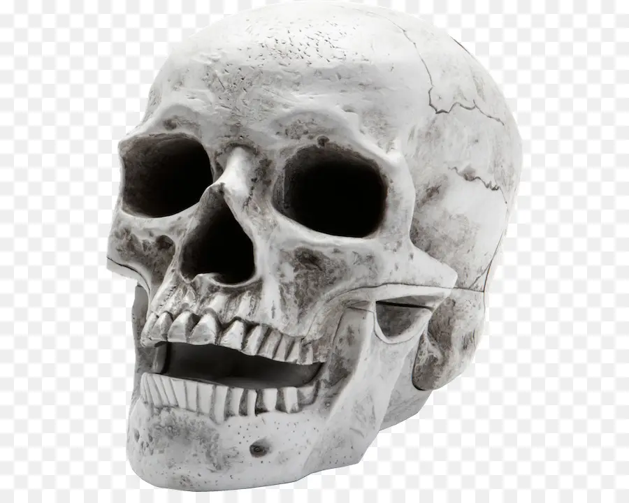 Calavera Blanca，Hueso PNG