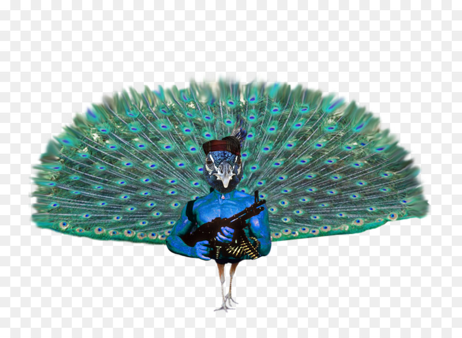 Aves，Pavo PNG