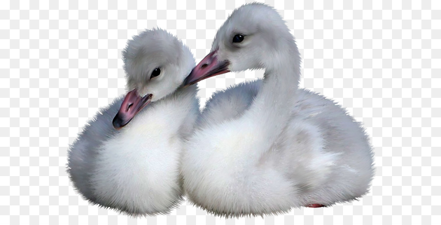 Cisnes Bebes，Pájaros PNG