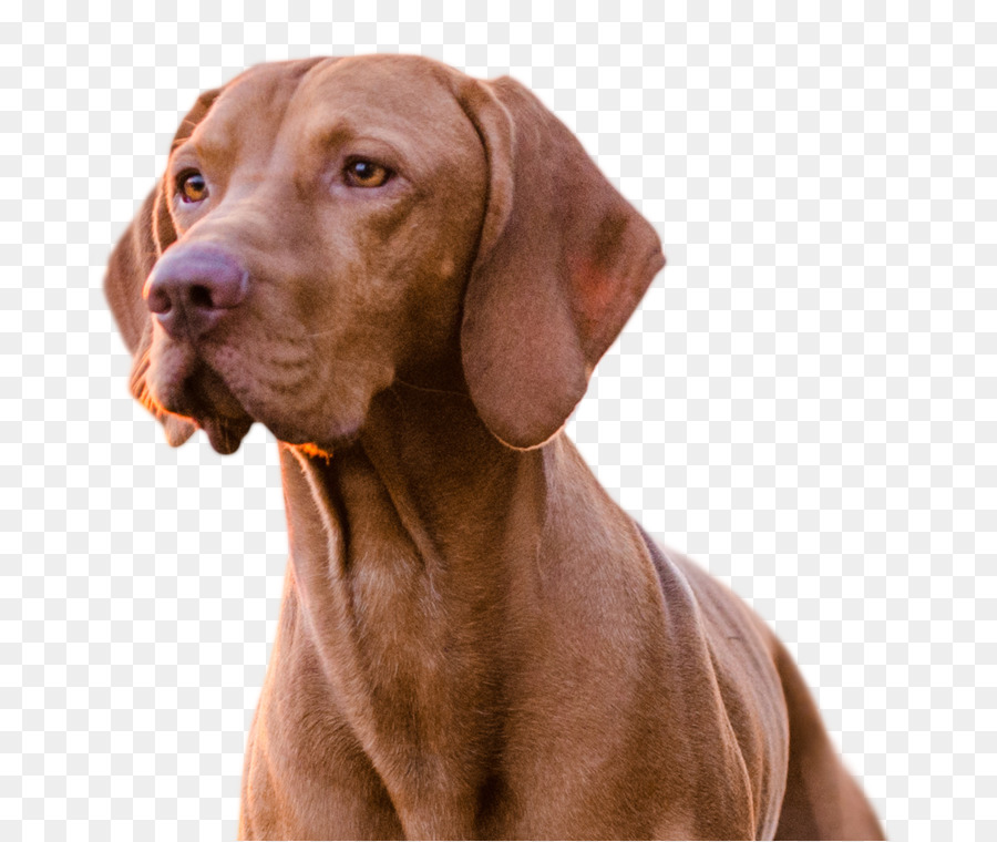 Perro，Cachorro PNG