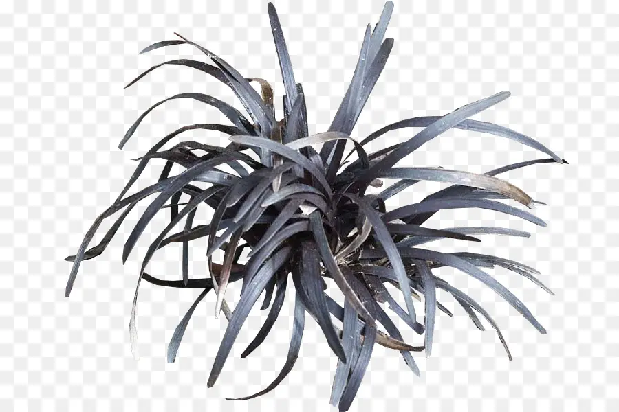 Planta Negra，Hojas PNG