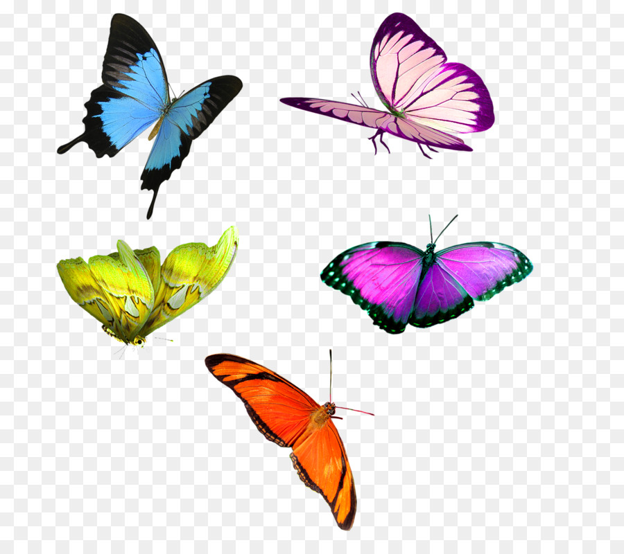 Mariposas，Alas PNG