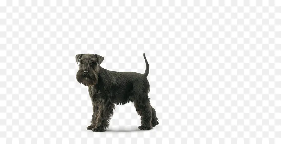 Schnauzer Miniatura，Scottish Terrier PNG