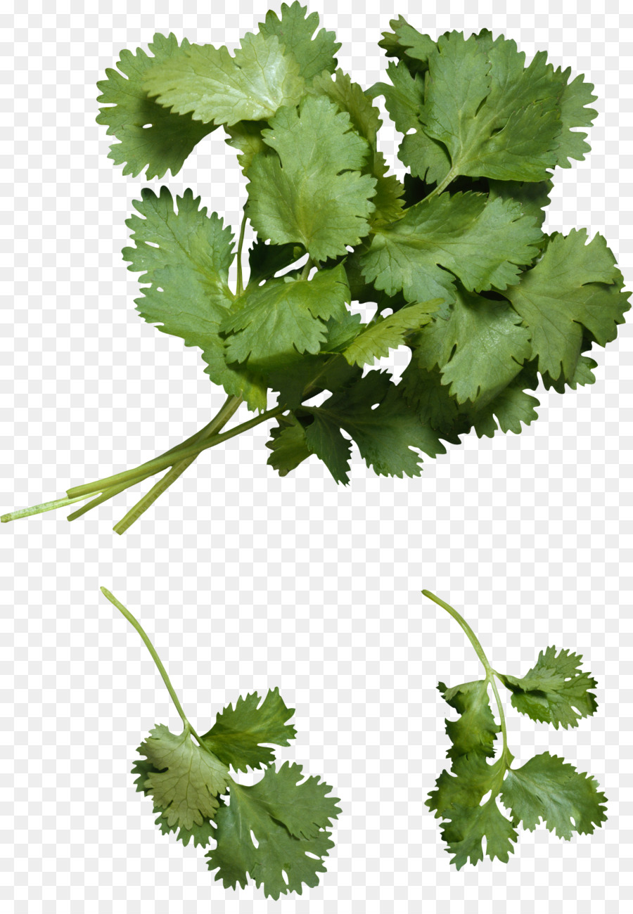 Cilantro，Verde PNG