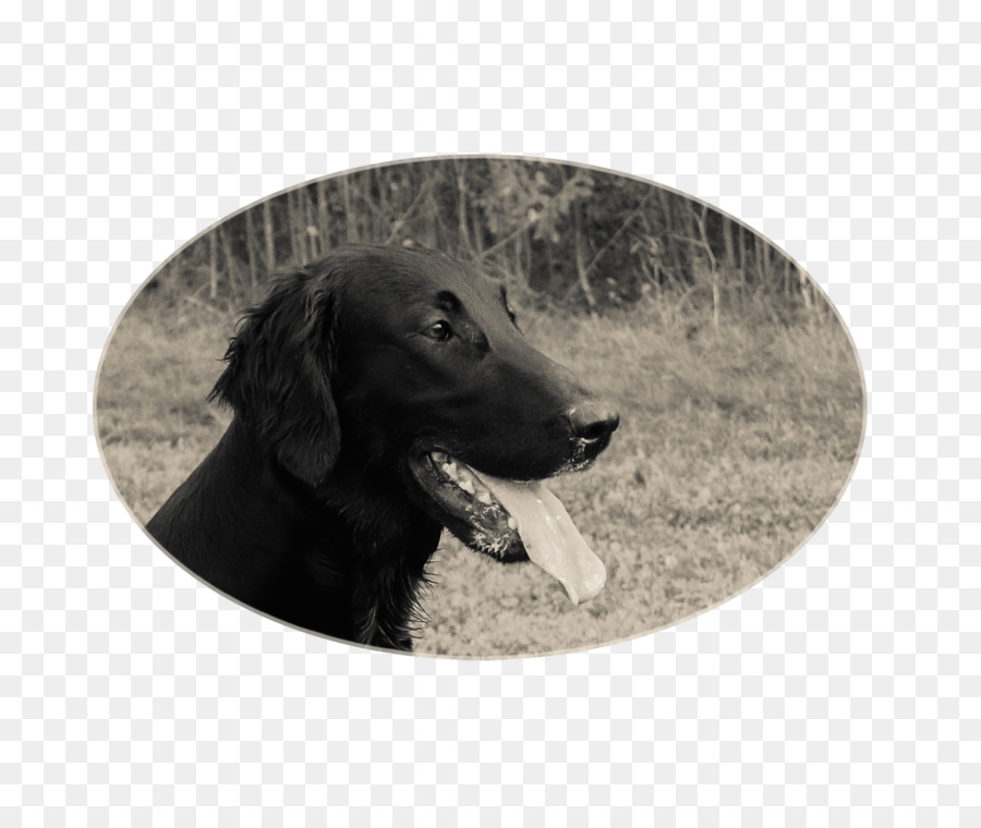 Labrador Retriever，Retriever De Capa Plana PNG