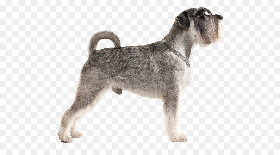 Schnauzer Miniatura，Schnauzer Estándar PNG