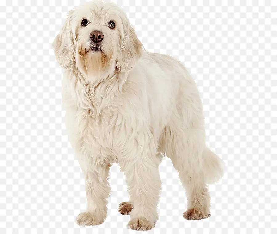 Cockapoo，Petit Basset Griffon Vendeen PNG