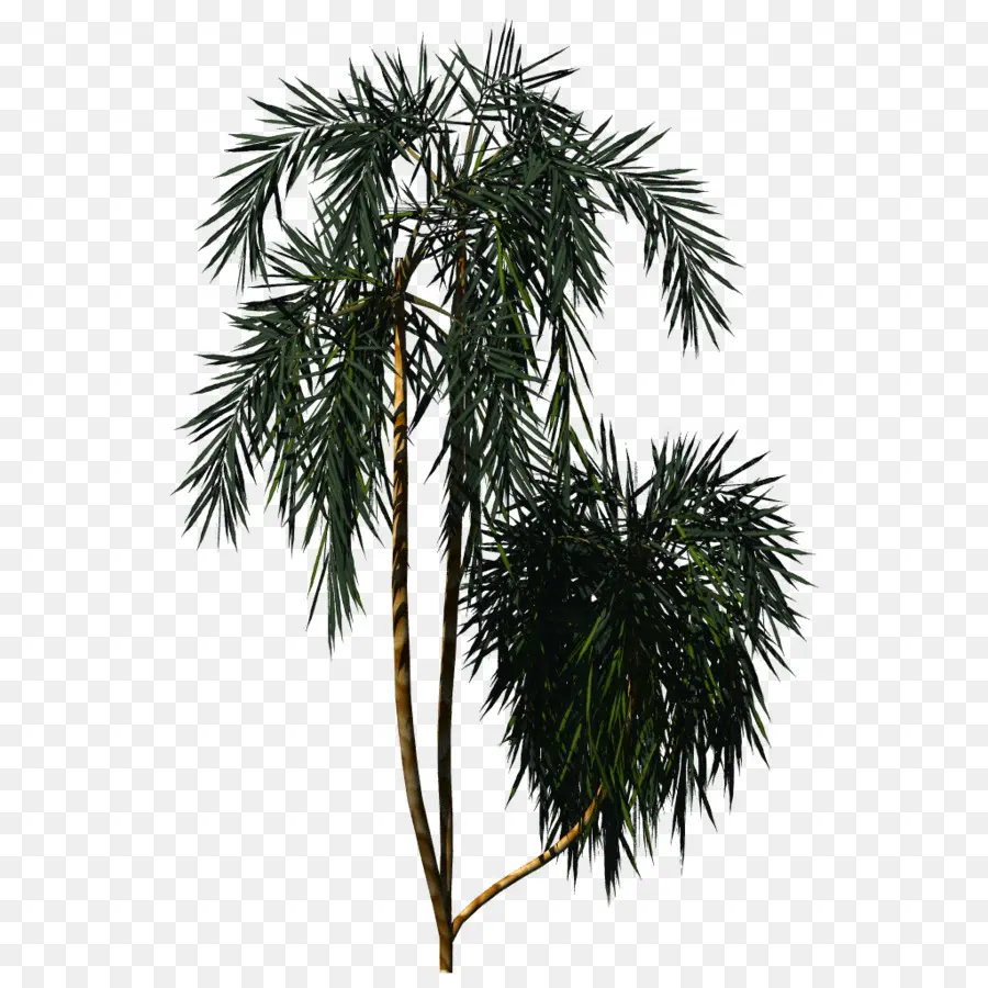 Palmera，Tropical PNG