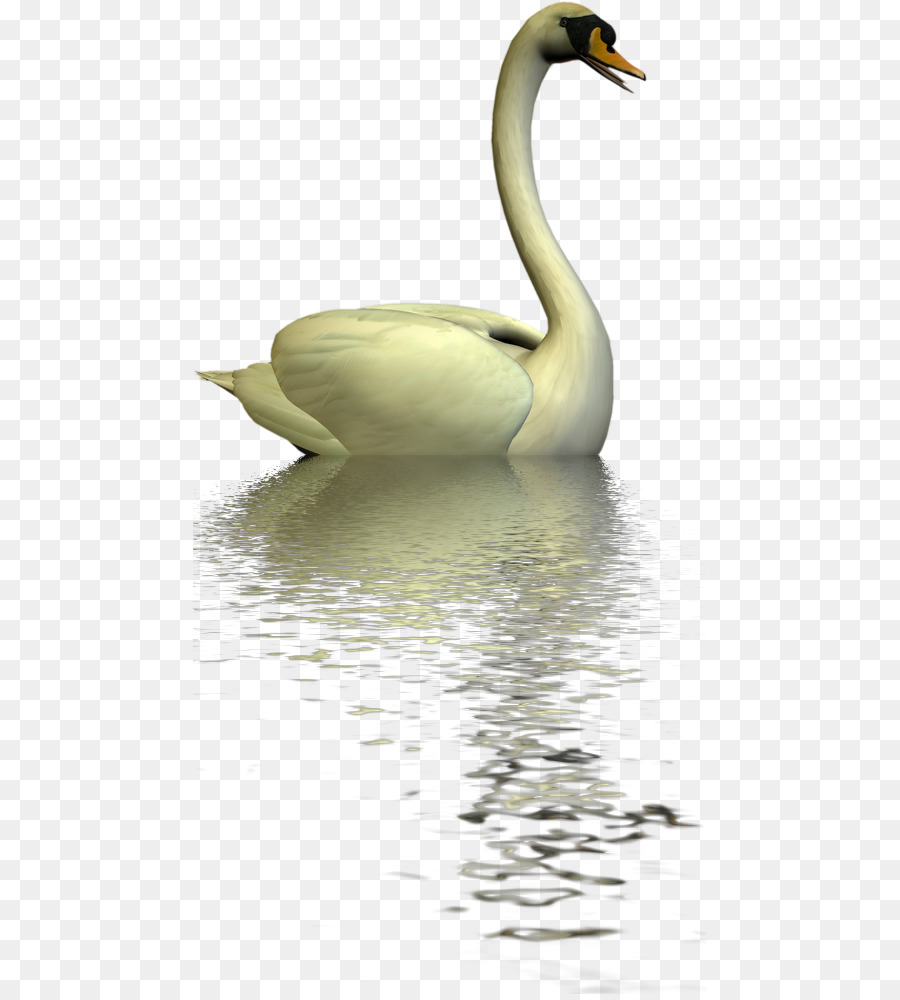 Cygnini，Pato PNG