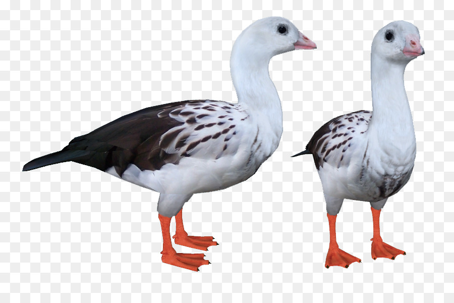 Ganso，Pato PNG