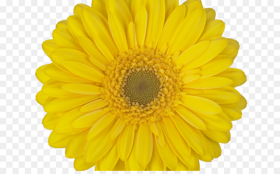 Transvaal Daisy，Común De Girasol PNG