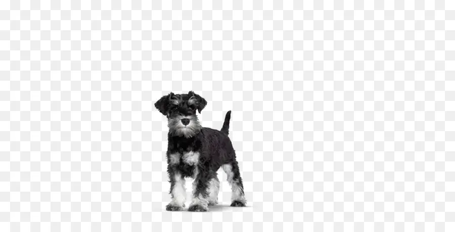 Schnauzer Miniatura，Mordisco PNG