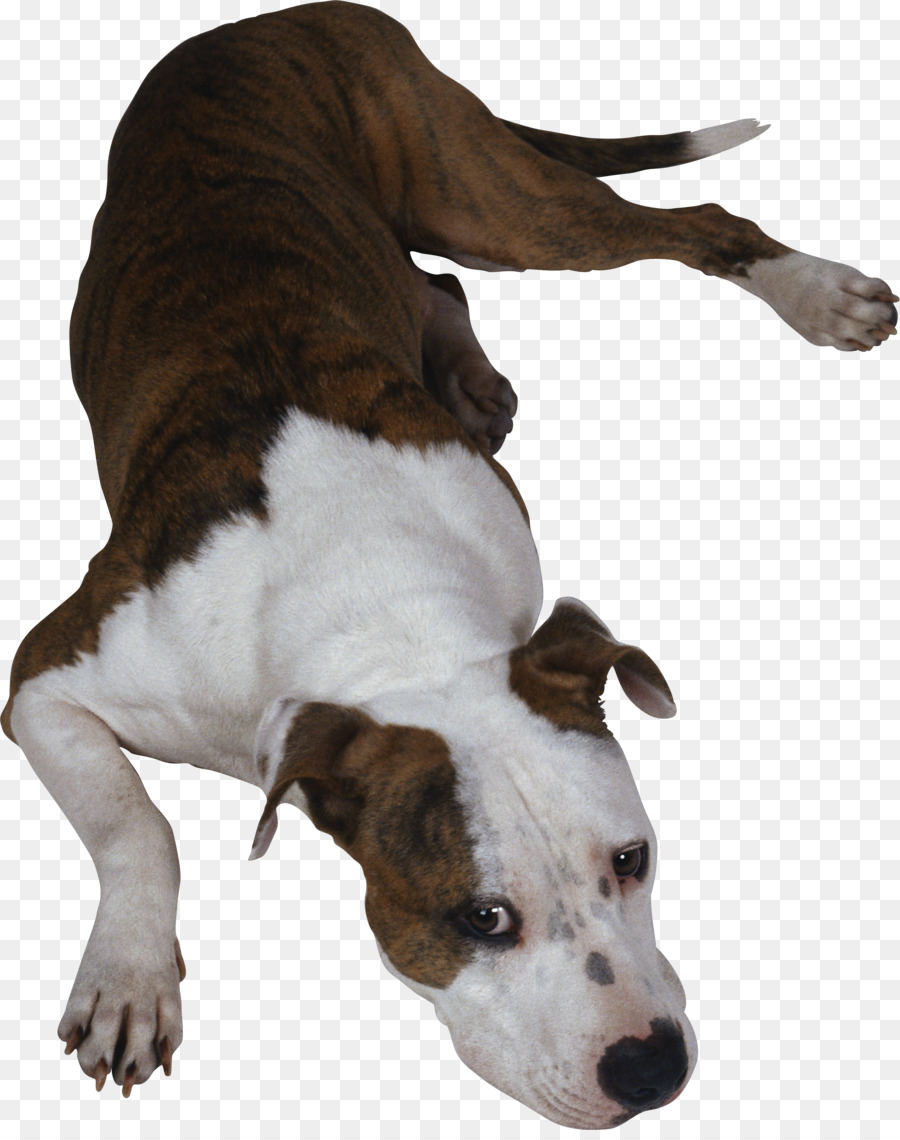 Perro，Mascota PNG