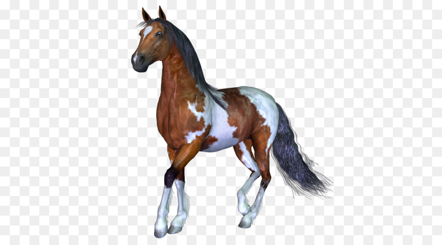 Potro，Caballo PNG