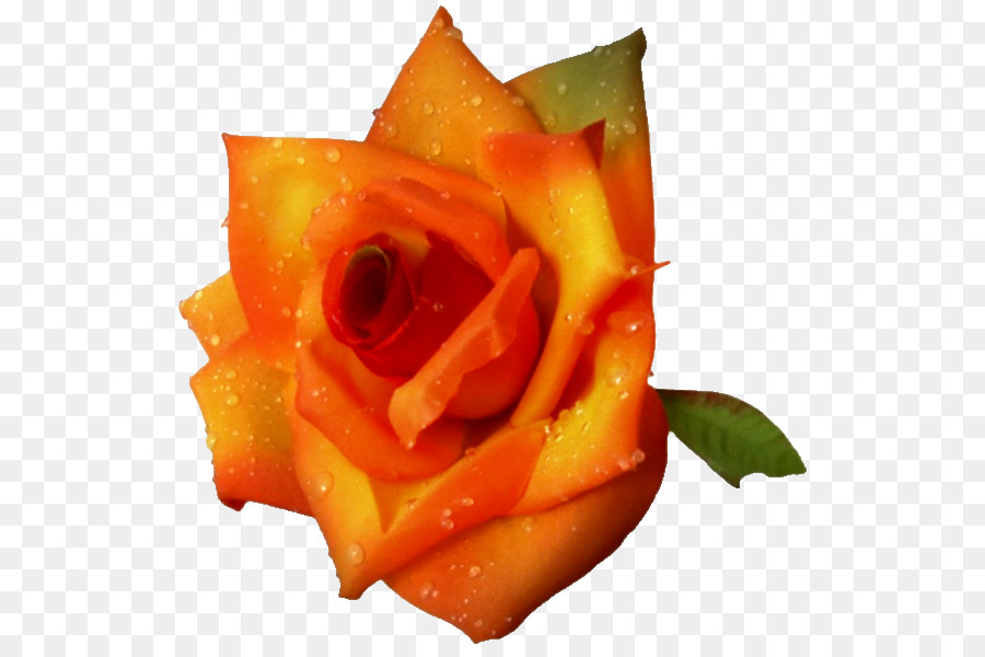 Rosa，Naranja PNG