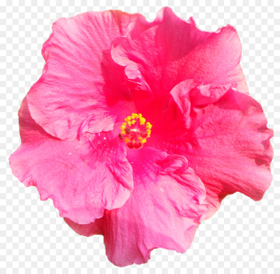 Hibisco，Florecer PNG