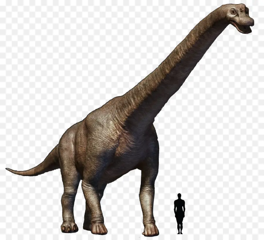 Tyrannosaurus，Brachiosaurus PNG