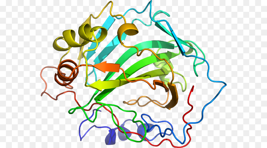 Estructura De La Proteína，Biología PNG