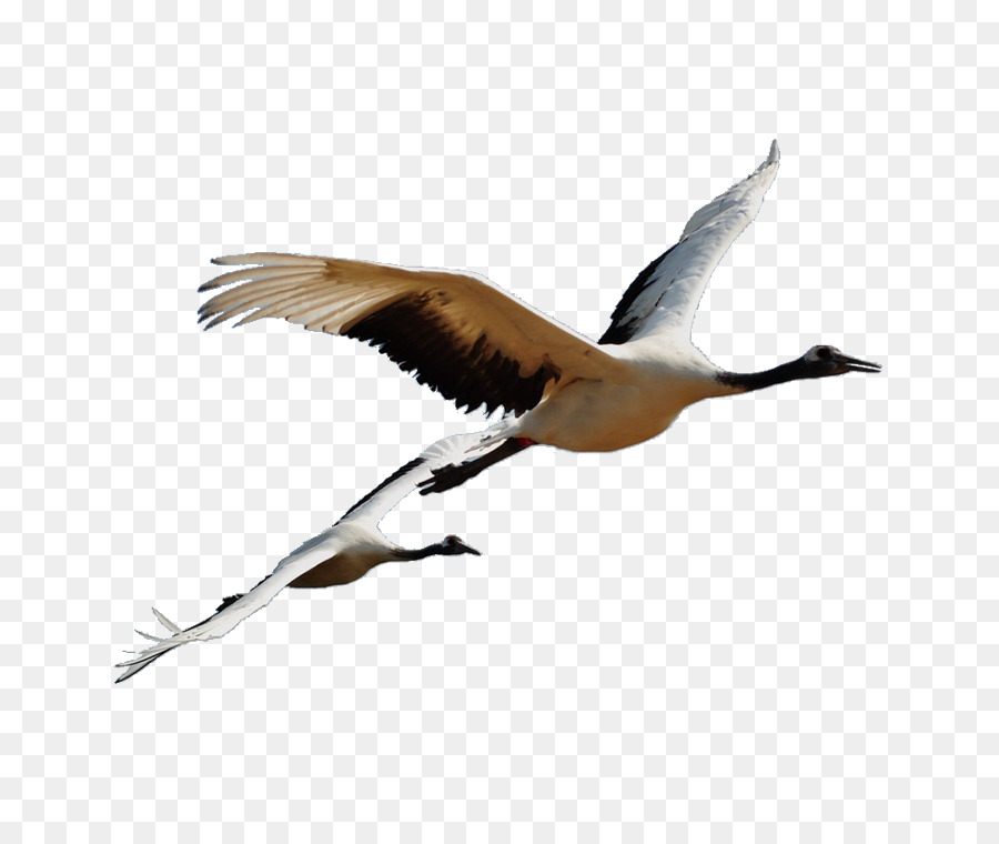 Aves，Vuelo PNG