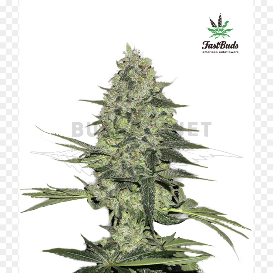 Planta De Cannabis，Marijuana PNG