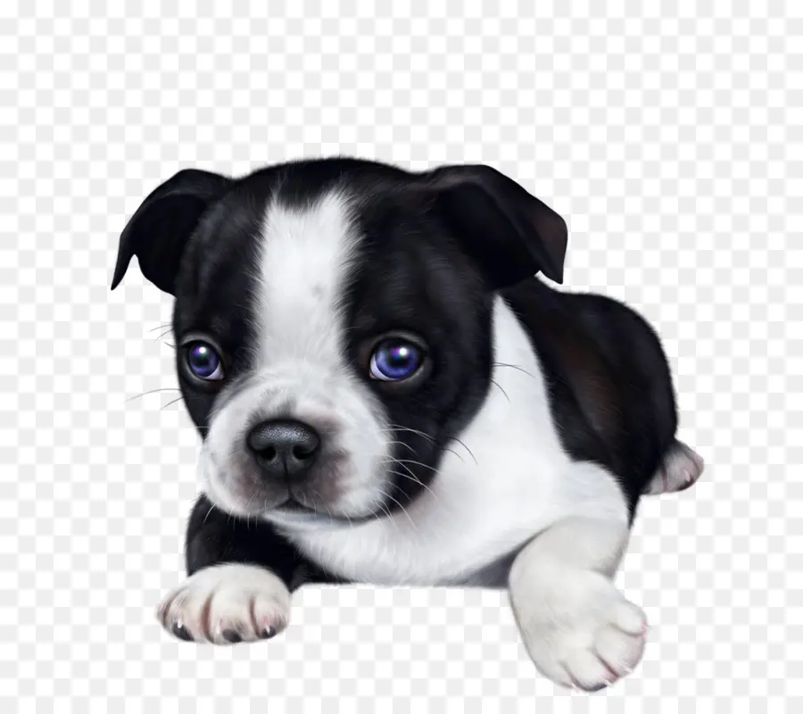 Cachorro，Perro PNG